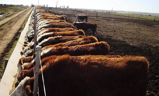 Monitoreo del estrés térmico en animales.