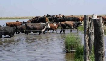 Cómo se hace ganadería en las costas del Río Dulce y qué recomienda el INTA