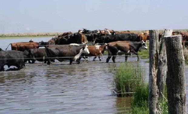 Cómo se hace ganadería en las costas del Río Dulce y qué recomienda el INTA