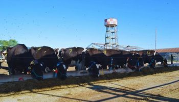 Cómo son las dietas frías que se le pueden preparar a las vacas en verano