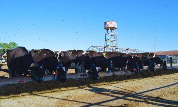 Cómo son las dietas frías que se le pueden preparar a las vacas en verano