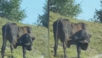 La vaca que se ordeña sola: cómo se explica este comportamiento
