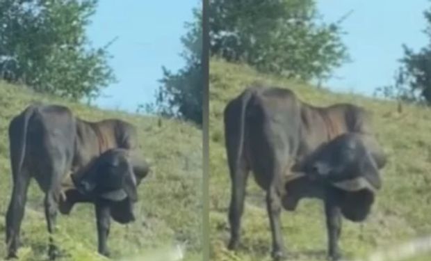 La vaca que se ordeña sola: cómo se explica este comportamiento