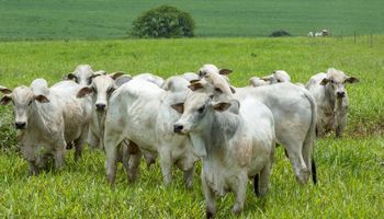 Febre aftosa: Brasil deve vacinar 73 milhões de bovinos e bubalinos