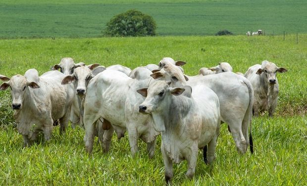 Em 2023, Espírito Santo, Goiás, Mato Grosso, Mato Grosso do Sul, Minas Gerais, Tocantins e Distrito Federal  não vacinarão mais seus animais nesta etapa. (foto - Mapa)