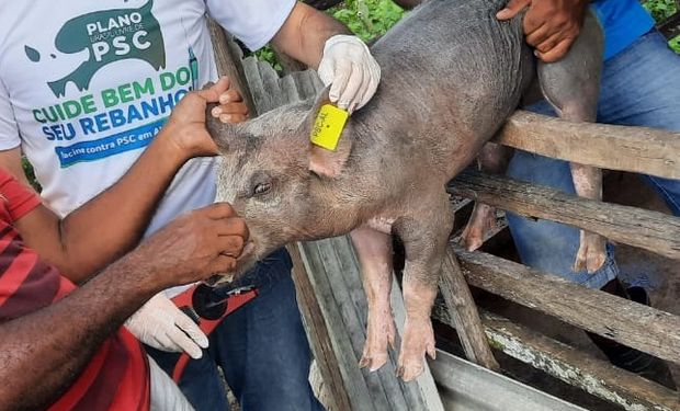 Plano imuniza 120 mil animais contra Peste Suína Clássica em Alagoas