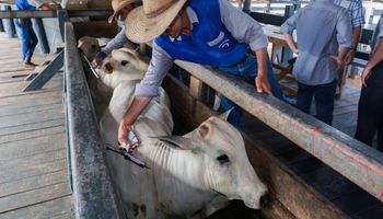 Brasil vacinou 13 vezes “rebanho global" até ser livre de aftosa sem vacinação