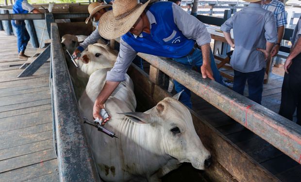 Brasil vacinou 13 vezes “rebanho global" até ser livre de aftosa sem vacinação