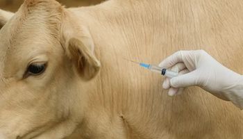 Mortes de animais após vacina sobem para 612; Mapa mantém investigação