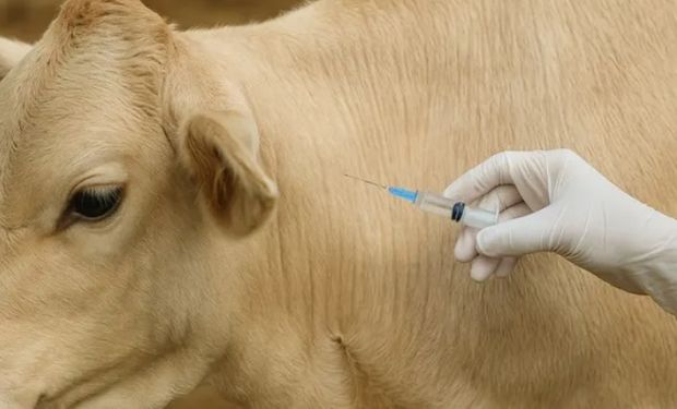Mortes de animais após vacina sobem para 612; Mapa mantém investigação