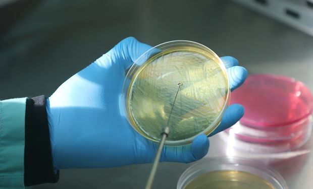 Desarrollan una vacuna contra la Escherichia coli en bovinos, enfermedad que afecta principalmente en la niñez