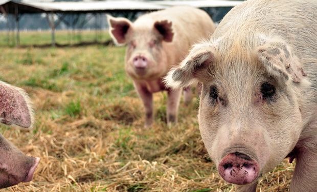 La vacuna contra la peste porcina africana pasó una importante prueba de seguridad