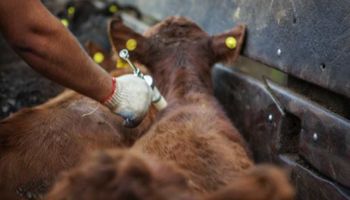 “La credibilidad internacional de nuestro sistema sanitario está en juego”: la Sociedad Rural pide un plan nacional contra la aftosa 