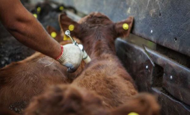 “La credibilidad internacional de nuestro sistema sanitario está en juego”: la Sociedad Rural pide un plan nacional contra la aftosa