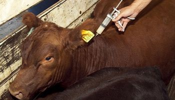 Advierten la falta de vacunas contra la brucelosis bovina en Entre Ríos