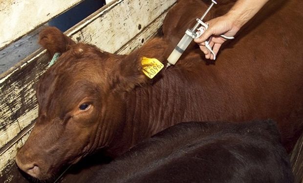 Las vacunas contra la brucelosis bovina son de aplicación obligatoria en las terneras.