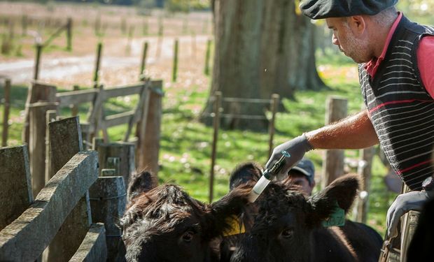 Aftosa en Argentina: las dudas luego de la decisión de Brasil, qué podría cambiar y hasta la discusión por el precio de las vacunas
