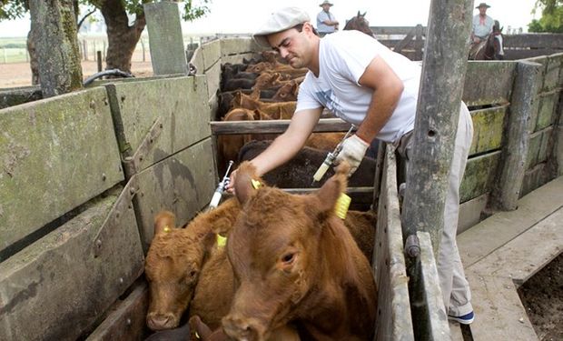 En Salta se vacunaron 1.011.851 cabezas bovinas.