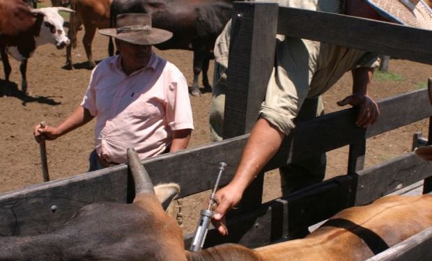 Advirtió que "esta situación se encuentra en riesgo cuando el Plan Hemisférico de Erradicación de la Fiebre Aftosa (PHEFA) sugiere la suspensión de la vacunación antiaftosa para 2020".