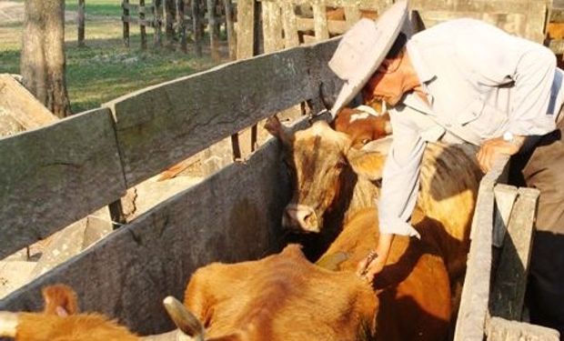 Prosigue en Salta la campaña de vacunación contra la aftosa.