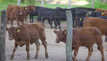 Más de 7 millones de terneras fueron vacunadas contra la brucelosis bovina en 2016