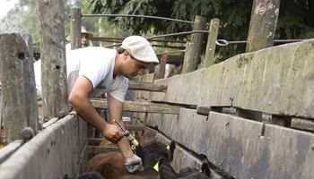 Se promulgó la ley de lucha sanitaria contra la aftosa