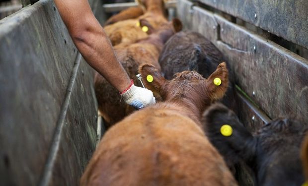 El calendario de fechas de la segunda campaña de vacunación contra la fiebre aftosa y la brucelosis