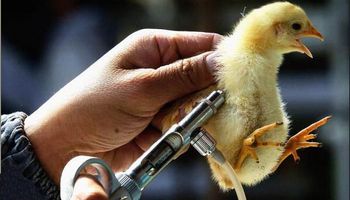 Se presentó la primera vacuna aviar desarrollada 100% en el país
