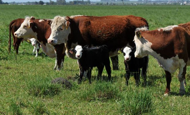 Comienza ArgenCarne, la muestra que analizará la cadena de la carne argentina.