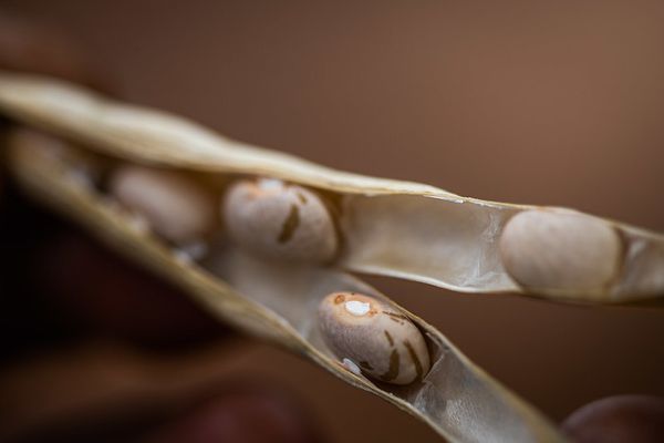 Vagem aberta de feijão com grãos visíveis, símbolo da produção agrícola e da segurança alimentar no Brasil