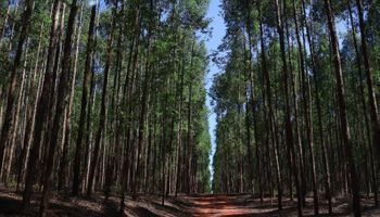 Vale da Celulose: Mato Grosso do Sul prevê expansão de 40% na base florestal até 2028