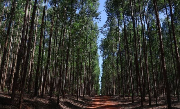 Vale da Celulose: Mato Grosso do Sul prevê expansão de 40% na base florestal até 2028