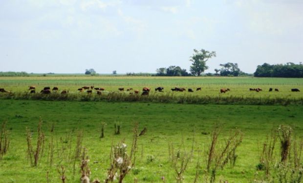 Valor de la hectárea de campo se mantendrá estable este año