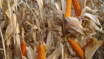 Valor diferencial para la exportación de maíz colorado 