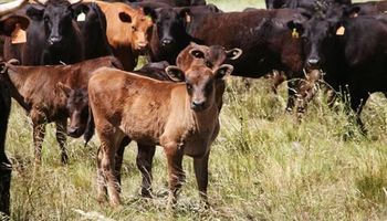 ¿Qué pasará con los valores del ternero y del gordo?