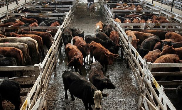 Crecimiento de precios en los mercados ganaderos.