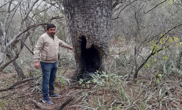 Chaco: difunden consejos para combatir a un vampiro mortal en establecimientos ganaderos