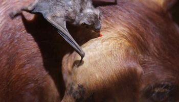 Alertan sobre brote de rabia de murciélagos que afecta a bovinos y equinos en Córdoba