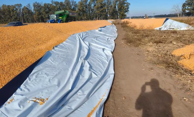 “Sabían lo que hacían”: rompieron 12 silobolsas y comprometieron más de 1400 toneladas de maíz