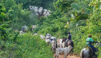 Vaqueiro contratado pelo Ibama é morto em emboscada durante operação em terra indígena no Pará