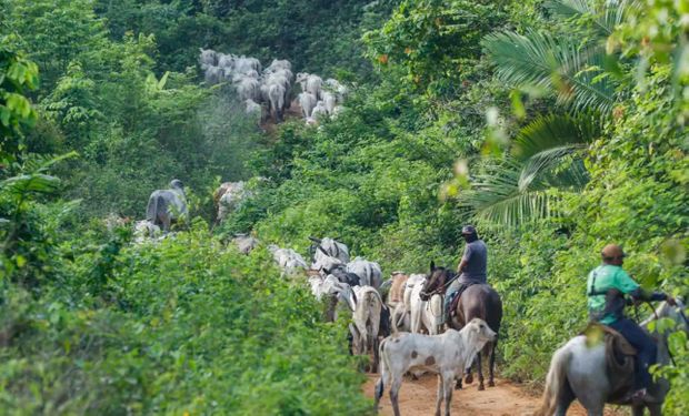 Vaqueiro contratado pelo Ibama é morto em emboscada durante operação em terra indígena no Pará