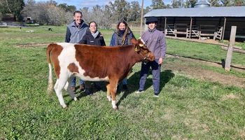 La Yoli, una vaca especial que se prepara para la Expo Rural 2023