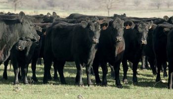 Más de US$ 1000 por vacas preñadas: "Son precios históricos, récord para la ganadería"