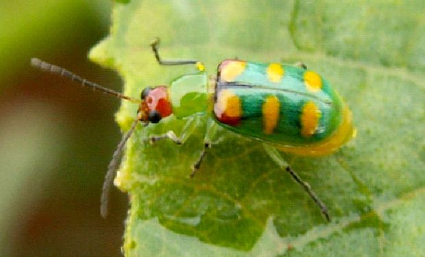 Vaquinha verde-amarela costuma causar dano pequeno na soja, porém é terrível para as hortaliças. (foto - IDR-PR)