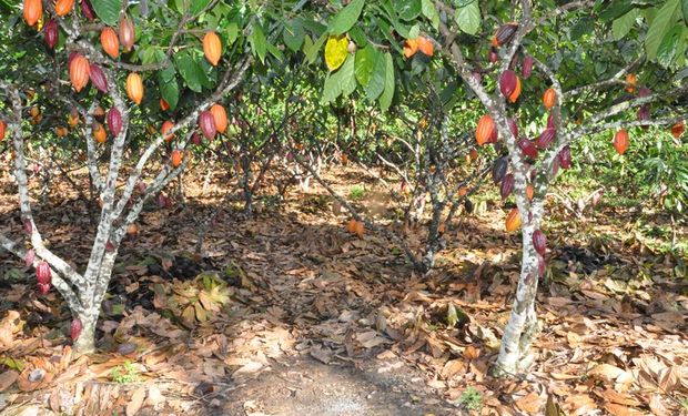 Brasil produz em média 220 mil toneladas de cacau por ano. (foto - Mapa)