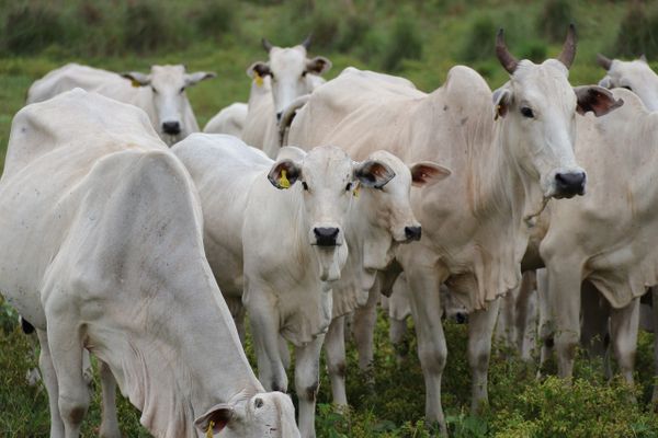 vbp-agropecuaria-queda-2026-cna-pecuaria