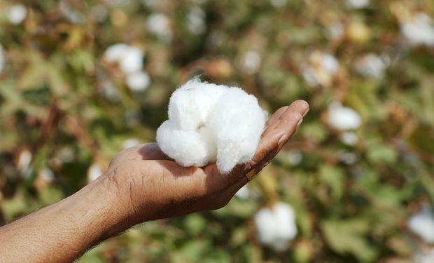 ​​​​​​​​​​​​​​​​​​​​​​​Clima reduz projeção da safra nacional de algodão 2021/2022