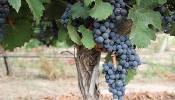 Vendimia 2022: estiman una caída en la producción de uva