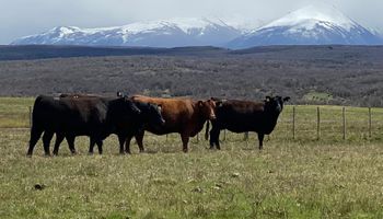 Hizo una venta histórica de toros a Chile y destaca que "es una súper oportunidad para todos los productores"