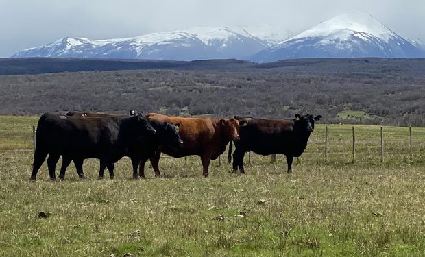 Hizo una venta histórica de toros a Chile y destaca que "es una súper oportunidad para todos los productores"